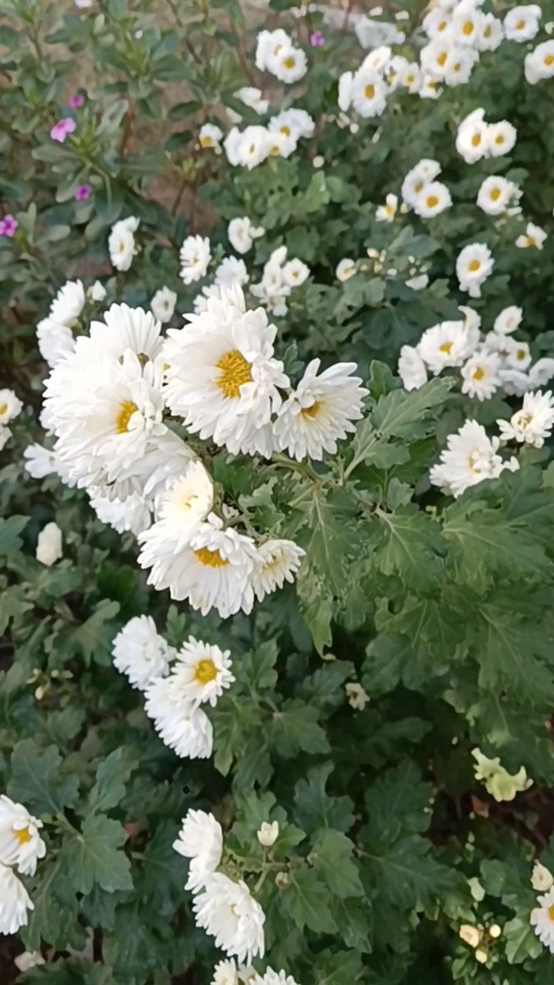 香菊飘