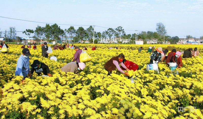 花草茶批发市场的风云变幻